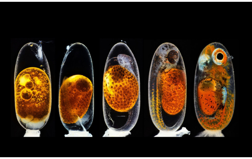 fot. Daniel Knop, studium rozwoju embrionu błazenka, 3. miejsce w konkursie Nikon's Small World 2020