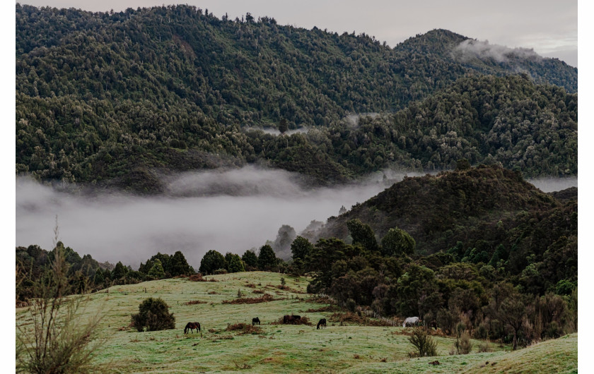 Z cyklu: Te Urewera – The Living Ancestor of Tūhoe People
fot. Tatsiana Chypsanava / Pulitzer Center, New Zealand Geographic / World Press Photo 2025



Lud Ngāi Tūhoe z regionu Te Urewera w Nowej Zelandii od zawsze pielęgnował swoją niezależność. Tūhoe nigdy nie utracili więzi ze swoim językiem i tożsamością kulturową, a przełomowe porozumienie z 2014 roku umożliwiło im zarządzanie ziemiami przodków zgodnie z własnymi wartościami. Najnowsze zmiany wprowadzone przez prawicowy rząd Nowej Zelandii są jednak postrzegane jako krok wstecz i zagrożenie dla wywalczonych wcześniej postępów w polityce wobec ludności rdzennej. Mimo to farma zarządzana przez Tataiwhetu Trust w Te Urewera stanowi inspirujący przykład odrodzenia kulturowego i ekologicznego dla młodszego pokolenia.
