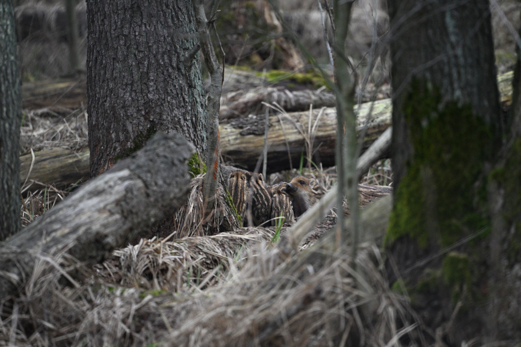 1/1250 s, f/6.3, ISO 3200, 600.0 mm