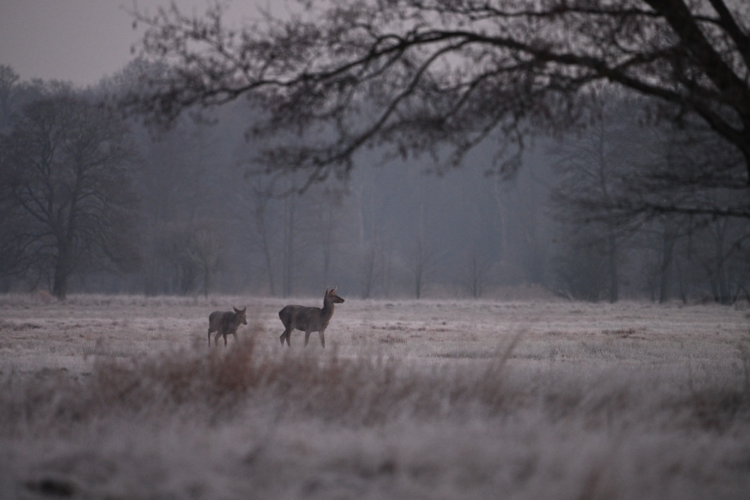 1/100 s, f/6.3, ISO 3200, 600.0 mm
