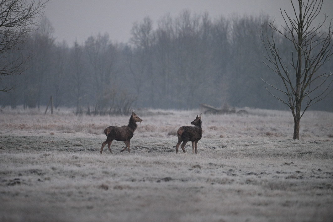 1/160 s, f/6.3, ISO 3200, 600.0 mm