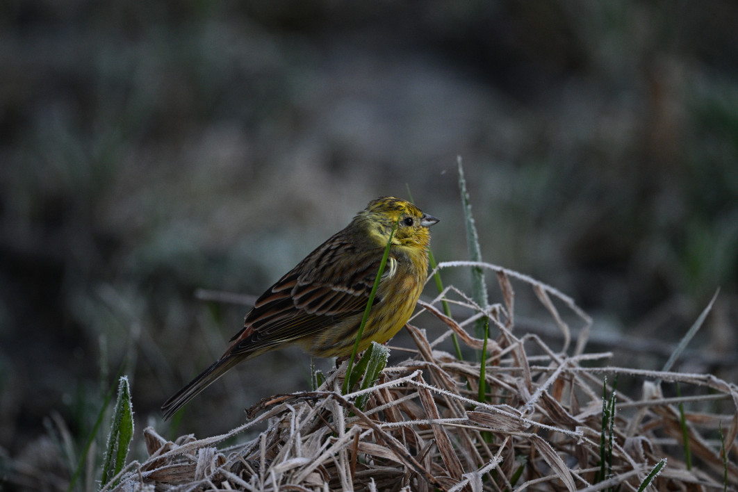1/160 s, f/6.3, ISO 3200, 600.0 mm