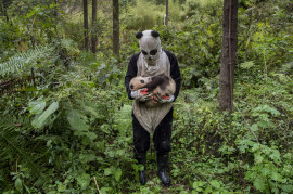 Ami Vitale, „Pandas Gone Wild“ - I miejsce w kategorii Story-telling | Niedźwiedzie Panda stały się jednym z największych symboli walki o ochronę dzikich zwierząt. W związku z ekspansją człowieka, gatunek ten jeszcze niedawno stał na skraju wymarcia. Prowadzony w Chinach od 25 lat program ochrony gatunku sprawił, że popularne "misie Panda" zostały niedawno wykreślone z listy gatunków zagrożonych, co jednak jest znikomym sukcesem wobec wszystkich problemów chińskich obrońców przyrody.