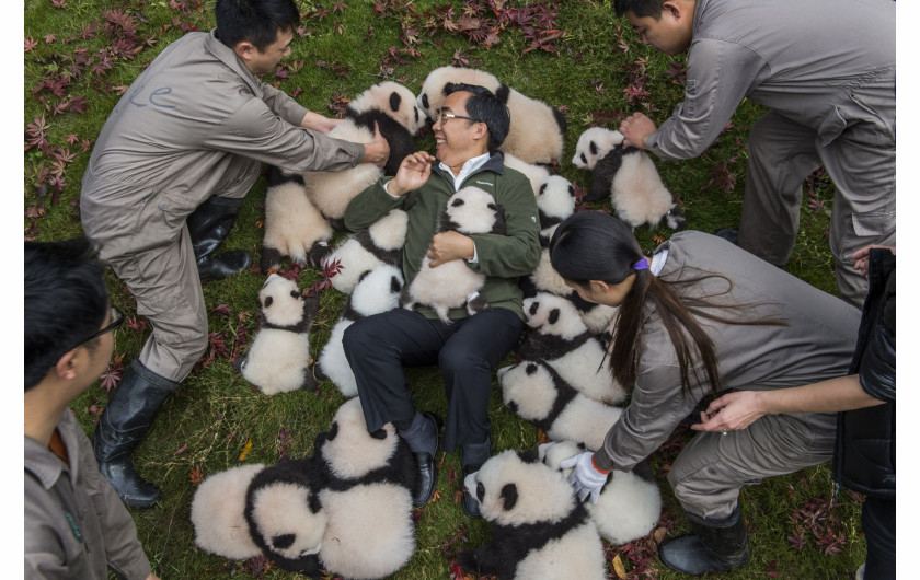 Ami Vitale, „Pandas Gone Wild“ - I miejsce w kategorii Story-telling | Niedźwiedzie Panda stały się jednym z największych symboli walki o ochronę dzikich zwierząt. W związku z ekspansją człowieka, gatunek ten jeszcze niedawno stał na skraju wymarcia. Prowadzony w Chinach od 25 lat program ochrony gatunku sprawił, że popularne misie Panda zostały niedawno wykreślone z listy gatunków zagrożonych, co jednak jest znikomym sukcesem wobec wszystkich problemów chińskich obrońców przyrody.