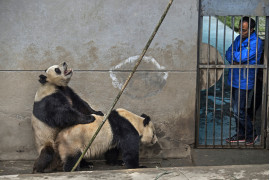 Ami Vitale, „Pandas Gone Wild“ - I miejsce w kategorii Story-telling | Niedźwiedzie Panda stały się jednym z największych symboli walki o ochronę dzikich zwierząt. W związku z ekspansją człowieka, gatunek ten jeszcze niedawno stał na skraju wymarcia. Prowadzony w Chinach od 25 lat program ochrony gatunku sprawił, że popularne "misie Panda" zostały niedawno wykreślone z listy gatunków zagrożonych, co jednak jest znikomym sukcesem wobec wszystkich problemów chińskich obrońców przyrody.