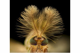 fot. Dr. Erick Francisco Mesén, wyróżnienie w konkursie Nikon's Small World 2021<br></br><br></br>Muszka (Chironomidae diptera)