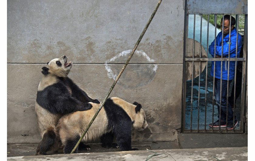 Ami Vitale, „Pandas Gone Wild“ - I miejsce w kategorii Story-telling | Niedźwiedzie Panda stały się jednym z największych symboli walki o ochronę dzikich zwierząt. W związku z ekspansją człowieka, gatunek ten jeszcze niedawno stał na skraju wymarcia. Prowadzony w Chinach od 25 lat program ochrony gatunku sprawił, że popularne misie Panda zostały niedawno wykreślone z listy gatunków zagrożonych, co jednak jest znikomym sukcesem wobec wszystkich problemów chińskich obrońców przyrody.