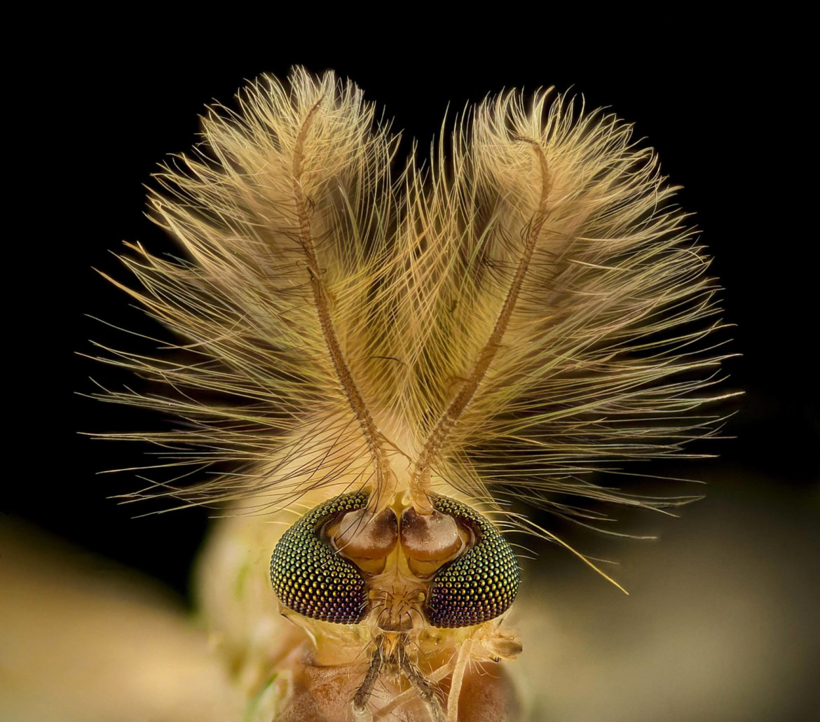 fot. Dr. Erick Francisco Mesén, wyróżnienie w konkursie Nikon's Small World 2021<br></br><br></br>Muszka (Chironomidae diptera)