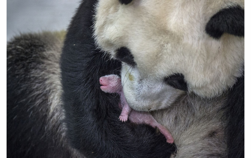 Ami Vitale, „Pandas Gone Wild“ - I miejsce w kategorii Story-telling | Niedźwiedzie Panda stały się jednym z największych symboli walki o ochronę dzikich zwierząt. W związku z ekspansją człowieka, gatunek ten jeszcze niedawno stał na skraju wymarcia. Prowadzony w Chinach od 25 lat program ochrony gatunku sprawił, że popularne misie Panda zostały niedawno wykreślone z listy gatunków zagrożonych, co jednak jest znikomym sukcesem wobec wszystkich problemów chińskich obrońców przyrody.