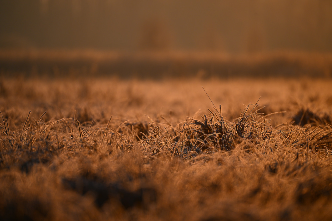 1/1250 s, f/6.3, ISO 400, 600.0 mm