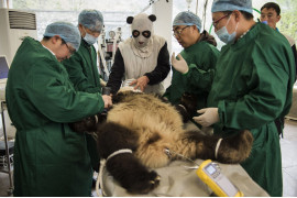Ami Vitale, „Pandas Gone Wild“ - I miejsce w kategorii Story-telling | Niedźwiedzie Panda stały się jednym z największych symboli walki o ochronę dzikich zwierząt. W związku z ekspansją człowieka, gatunek ten jeszcze niedawno stał na skraju wymarcia. Prowadzony w Chinach od 25 lat program ochrony gatunku sprawił, że popularne "misie Panda" zostały niedawno wykreślone z listy gatunków zagrożonych, co jednak jest znikomym sukcesem wobec wszystkich problemów chińskich obrońców przyrody.