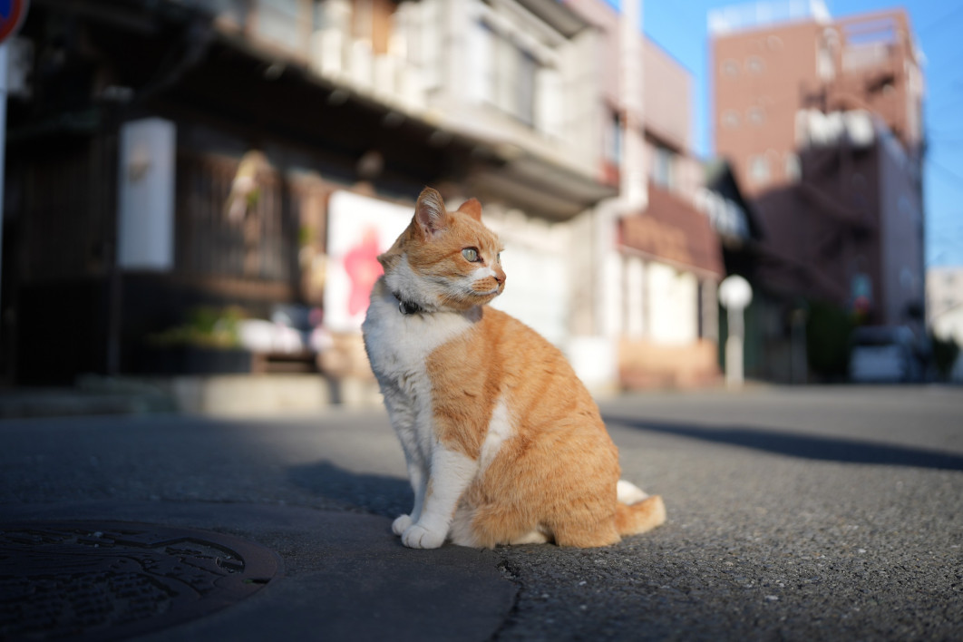 Fot. Takashi Shikano