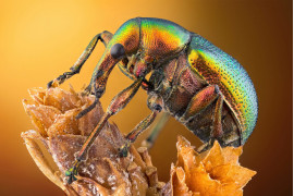 fot. Özgür Kerem Bulur, chrząszcz z gatunku podryjowatych, 14. miejsce w konkursie Nikon's Small World 2020