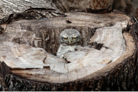 I miejsce w kat. Zabawna natura / "Poniedziałek" fot. Panisara Sripratoom  / The Nature Photography Contest