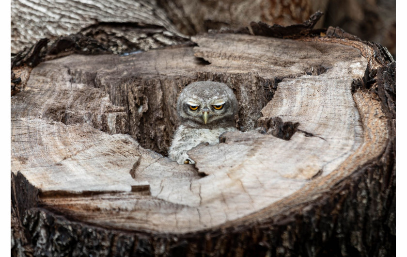 I miejsce w kat. Zabawna natura / Poniedziałek fot. Panisara Sripratoom  / The Nature Photography Contest