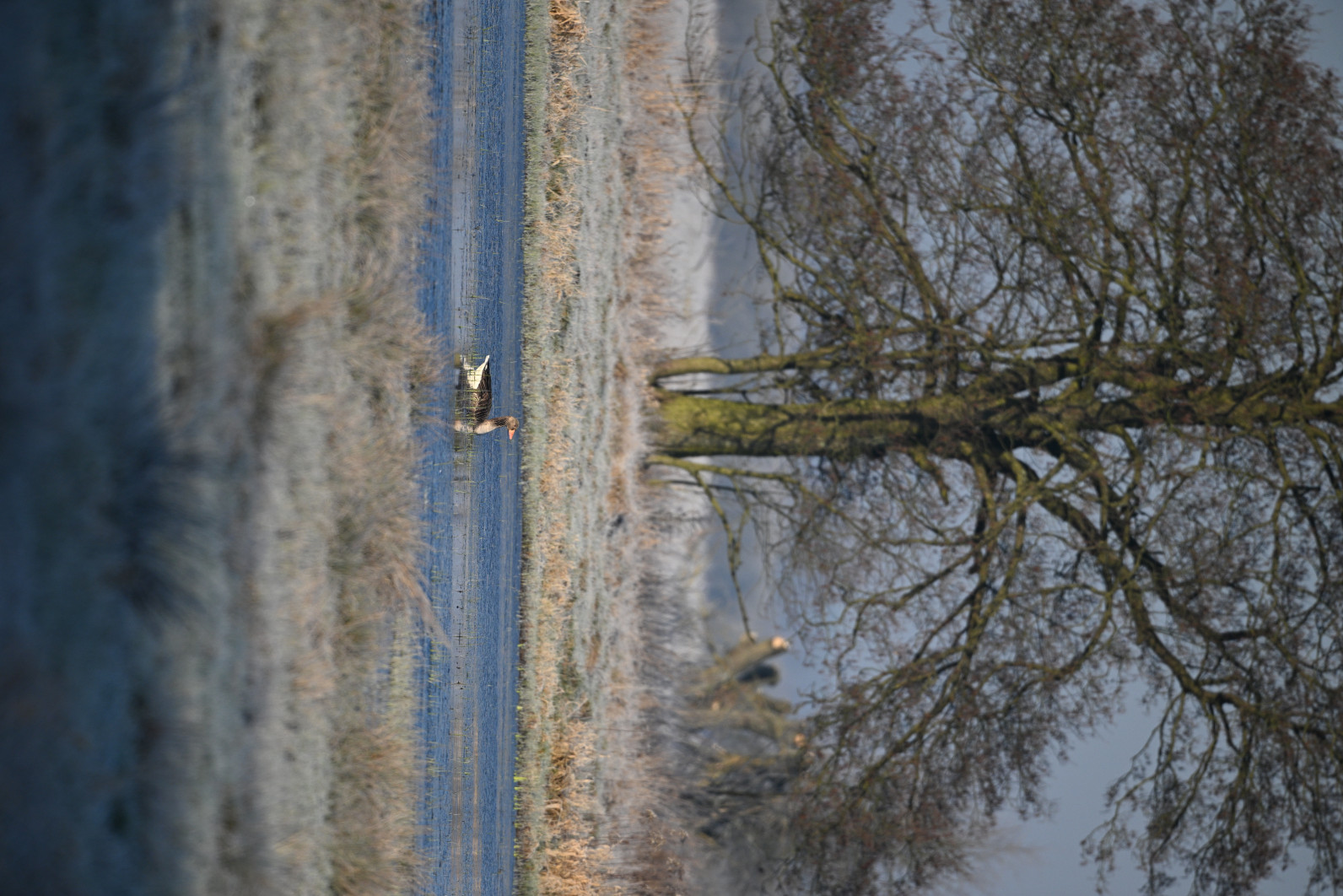 1/1000 s, f/6.3, ISO 400, 600.0 mm