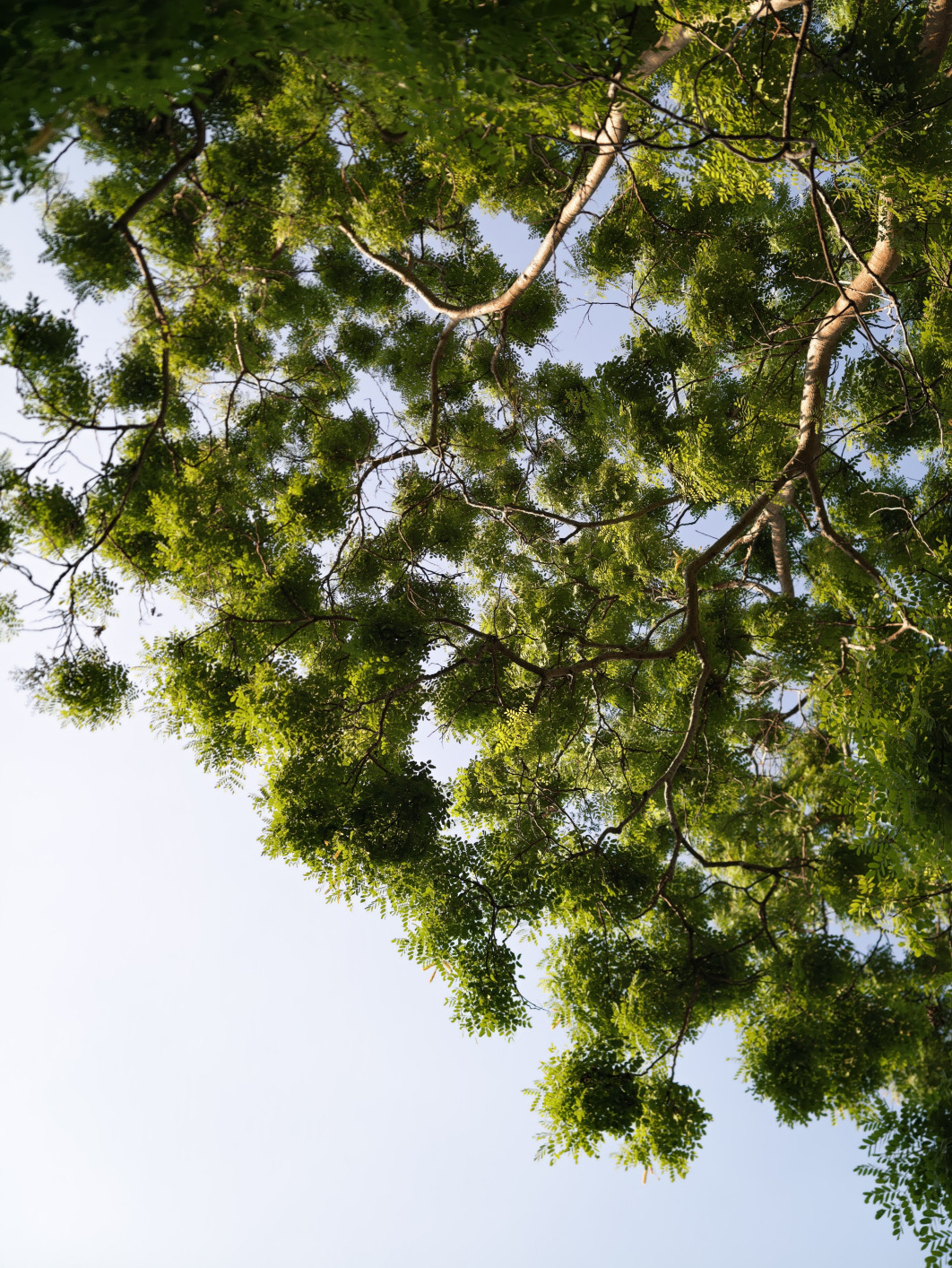 1/468 s, f/1,85, ISO 50, 35 mm