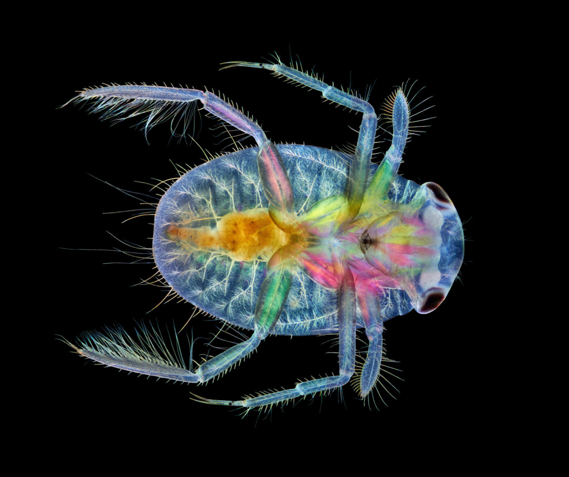 fot. Anne Algar, owad. z gatunku wioślakowatych, 17. miejsce w konkursie Nikon's Small World 2020