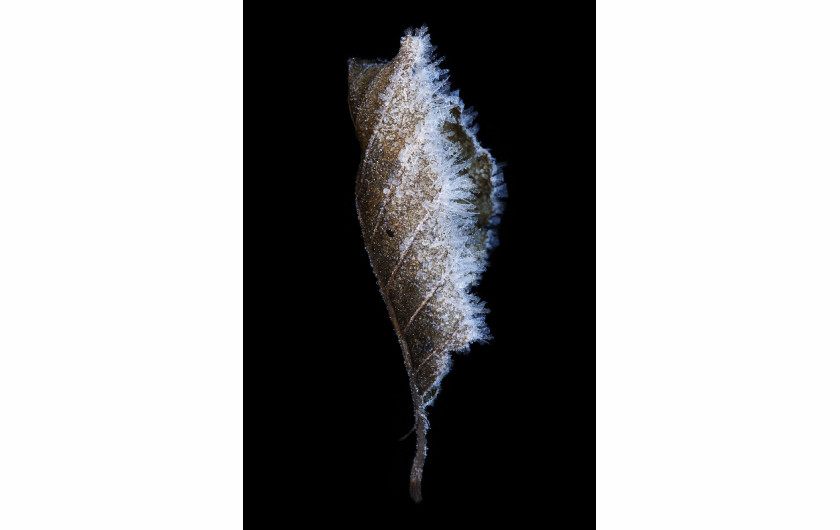 fot. Jakub Chuta, z cyklu Leaf Sculptures, Nagroda Silver w studenckiej kategorii Fine Art