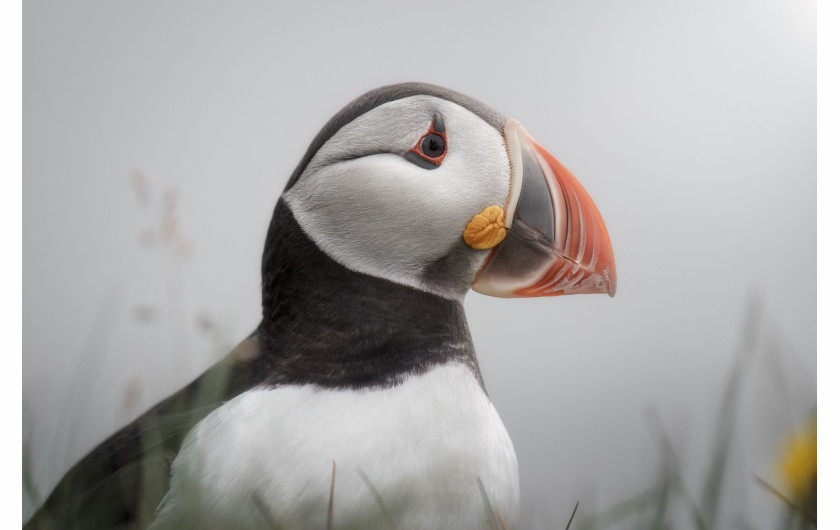 I miejsce w kat. Ptaki / Maskonur na Islandii. fot. Alessio Calviani  / The Nature Photography Contest