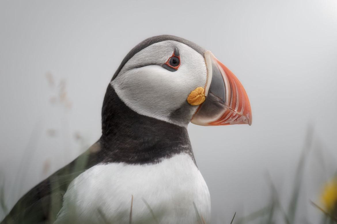 I miejsce w kat. Ptaki / "Maskonur na Islandii." fot. Alessio Calviani  / The Nature Photography Contest