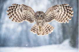 fot. Michał Kut, "Snow Angel", Nagroda Silver w studenckiej kategorii Nature