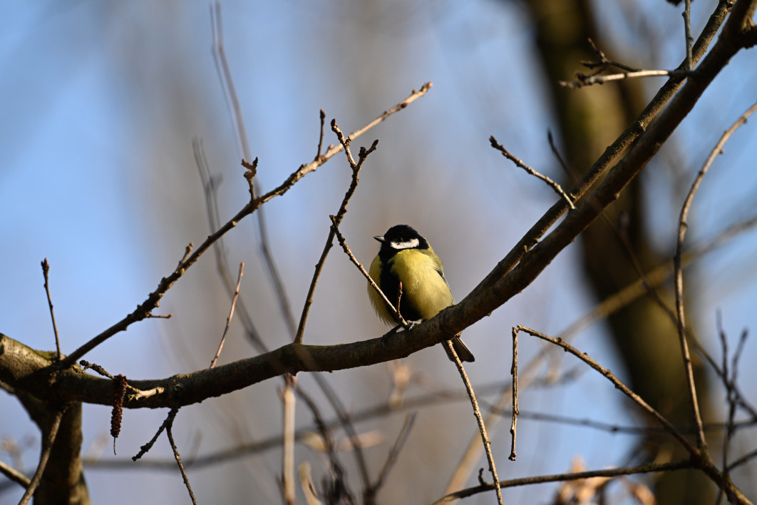 1/800 s, f/8, ISO 800, 600.0 mm