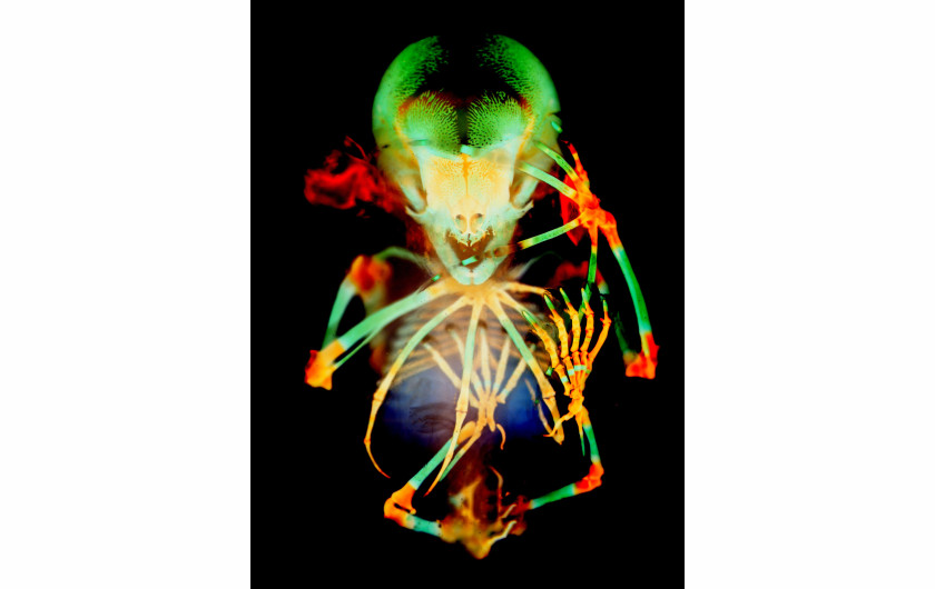 fot. Dr. Dorit Hockma, Dr. Vanessa Chong-Morrison, szkielet embrionu nietoperza owocowego, 20. miejsce w konkursie Nikon's Small World 2020