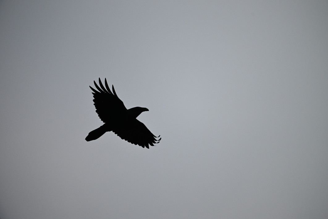 1/5000 s, f/6.3, ISO 1600, 600.0 mm