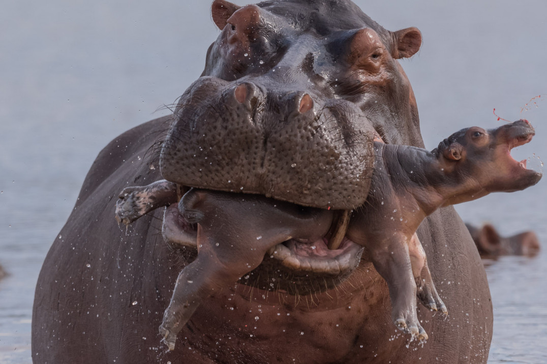 Wildlife Photographer of the Year 2019 - zobaczcie wyróżnione prace