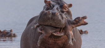 Wildlife Photographer of the Year 2019 - zobaczcie wyróżnione prace