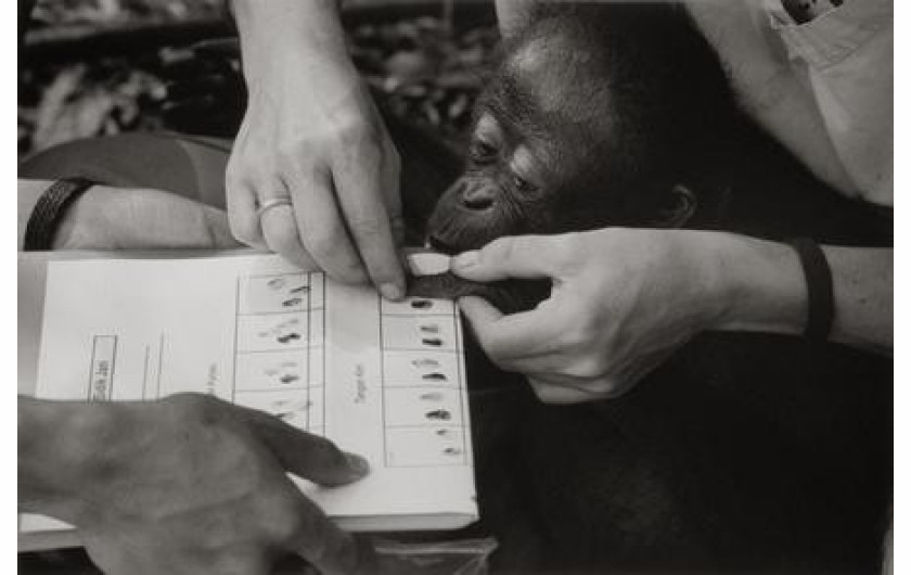 Przyroda i środowisko 3. nagroda, fot. Viviane Moos Holbrooke, USA, Sipa Press. Pobieranie odcisków palców od małego Orangutana, Indonezja.