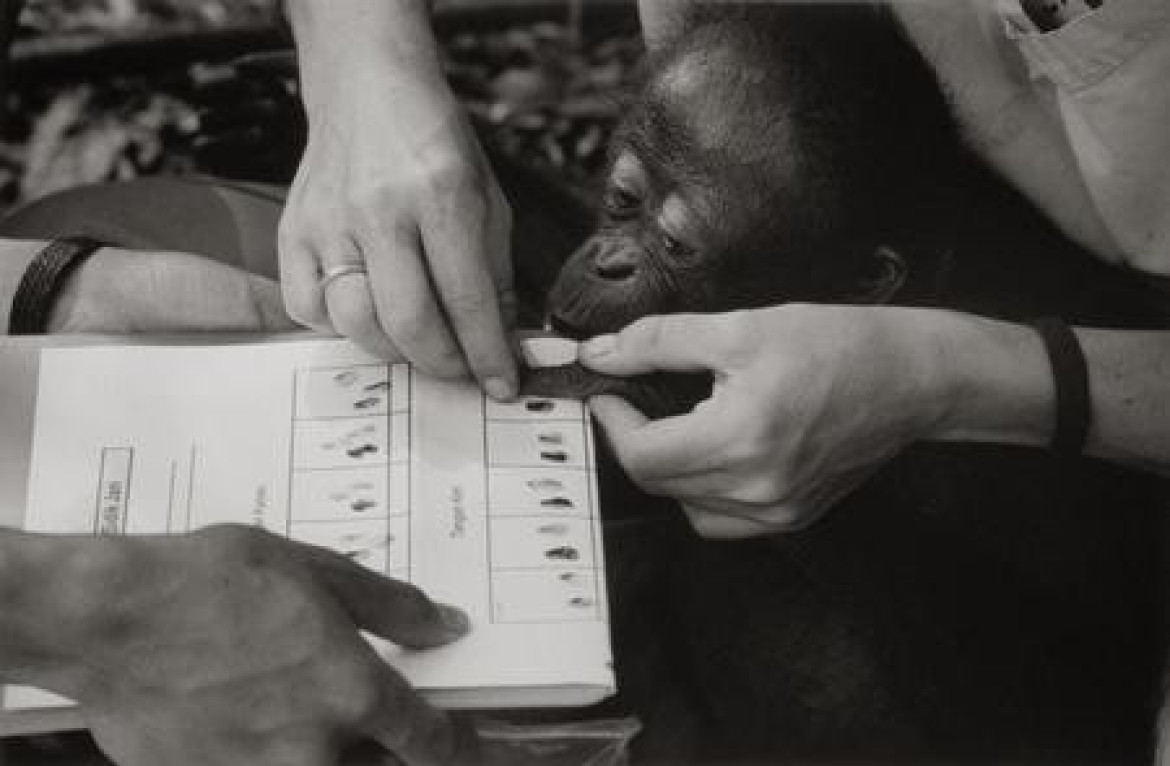 "Przyroda i środowisko" 3. nagroda, fot. Viviane Moos Holbrooke, USA, Sipa Press. Pobieranie odcisków palców od małego Orangutana, Indonezja.