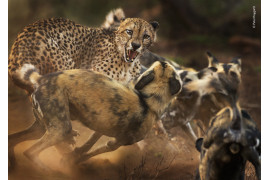 fot. Peter Haygarth, "Big Cat and Dog Spat" / Wildlife Photographer of the Year 2019<br></br><br></br>Rzadkie spotkanie geparda z watahą likaonów. Obydwa gatunki niemal zniknęły ze swoich pierwotnych terenów, a liczebność każdego wynosi mniej niż 7000 osobników.