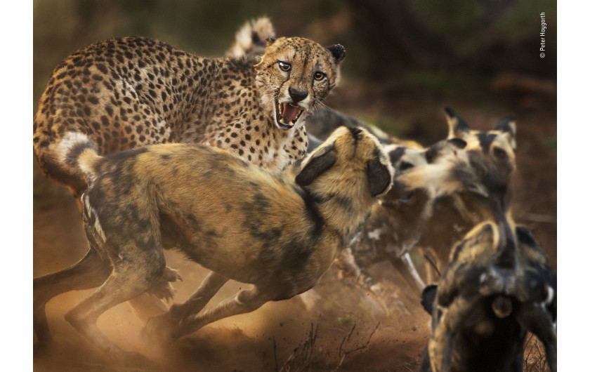fot. Peter Haygarth, Big Cat and Dog Spat / Wildlife Photographer of the Year 2019Rzadkie spotkanie geparda z watahą likaonów. Obydwa gatunki niemal zniknęły ze swoich pierwotnych terenów, a liczebność każdego wynosi mniej niż 7000 osobników.