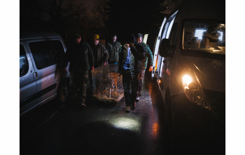 fot. Michał Siarek, 1. miejsce w kat. Stories / Climate, Responsibility 
Tuż po rosyjskiej agresji do podkijowskiego ośrodka Natalii Popovy zaczęły trafiać z linii frontu lwy, tygrysy, niedźwiedzie, gady i egzotyczne ptaki porzucone przez właścicieli. Popova, z pomocą wolontariuszy, przyjmowała je do swojego azylu, gdzie mogły być leczone i przygotowane do dalszej ewakuacji.

Niedożywione, wsobnie krzyżowane, psychicznie łamane lub okaleczone, żeby nie stanowiły zagrożenia dla człowieka, zwierzęta te nie mają szans życia w swoich środowiskach. Nie są też interesujące dla żadnego zoo. Chociaż reprezentują gatunki podlegające ścisłej ochronie, stały się
zbędnym bagażem, rzeczą.

O takich zwierzętach mówi się już nie - dzikie, tylko egzotyczne.
Po polskiej stronie dr Ewa Zgrabczyńska, dyrektorka zoo w Poznaniu, odpowiedziała na apel Natalii Popovy, aby pomóc ewakuować zwierzęta, zanim zamknie się okrążenie Kijowa. Znana w Polsce jako zajadła obrończyni zwierząt stworzyła strukturę pozwalającą na nadzwyczajny tranzyt do poznańskiego zoo, skąd po kwarantannie miały trafiać do azylów na całym świecie.

Brawura tych dwóch kobiet i wszystkich wolontariuszy idących na linię ognia po niechciane, skrzywdzone i straumatyzowane zwierzęta to opowieść o pięknej stronie człowieczeństwa.