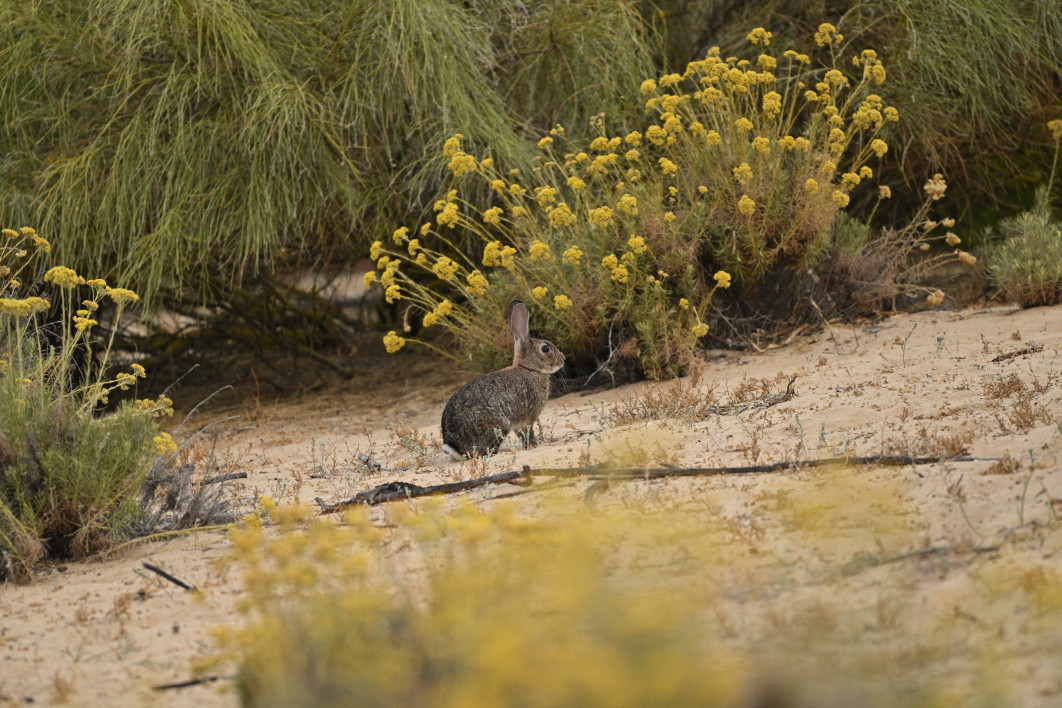 1/1000 s, f/6.3, ISO 3200, 600.0 mm