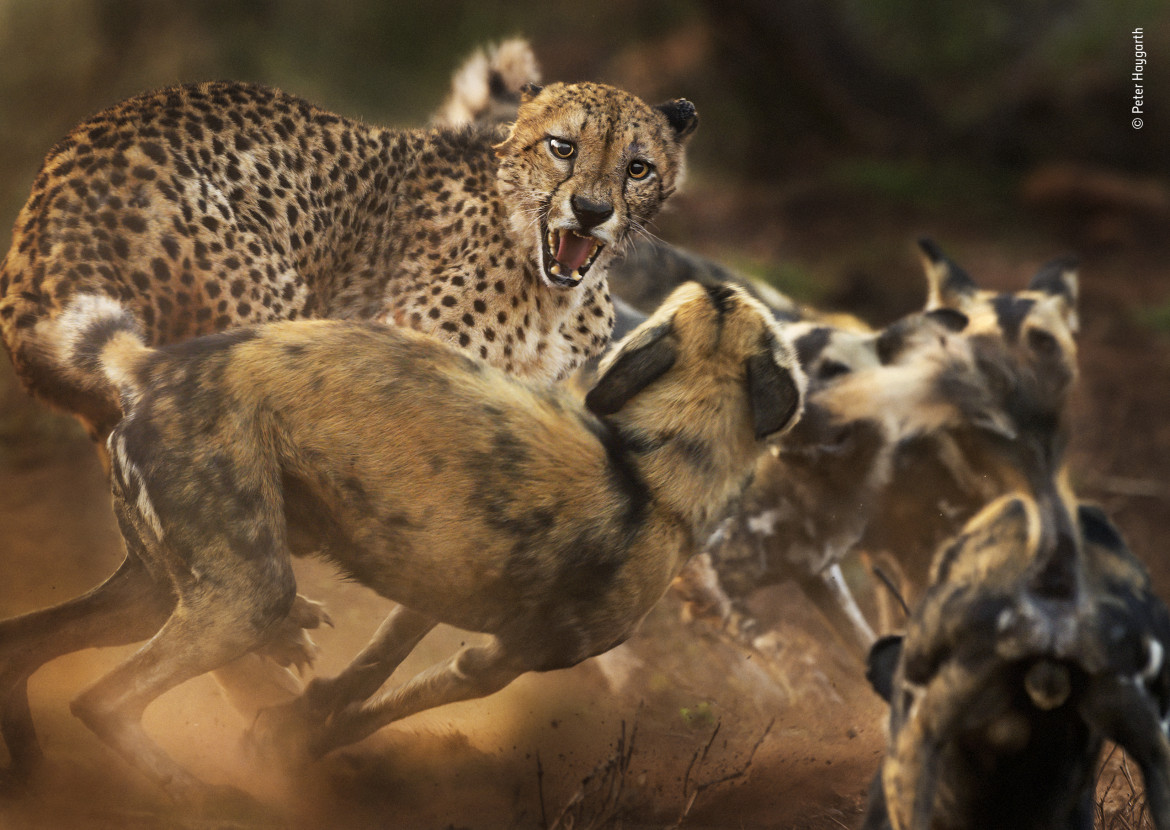 fot. Peter Haygarth, "Big Cat and Dog Spat" / Wildlife Photographer of the Year 2019<br></br><br></br>Rzadkie spotkanie geparda z watahą likaonów. Obydwa gatunki niemal zniknęły ze swoich pierwotnych terenów, a liczebność każdego wynosi mniej niż 7000 osobników.