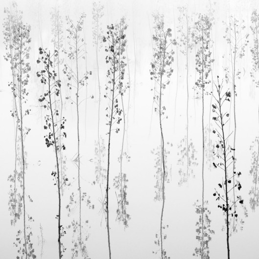 fot. Pietro Abbagnato - Young Poplars, finalista URBAN Photo Awards 2025: Single Pictures –  Creative