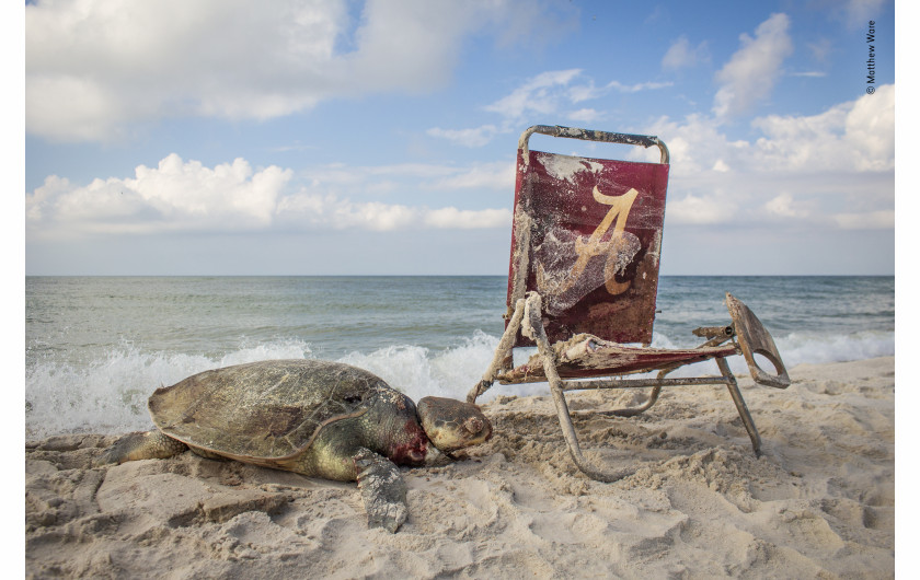 fot. Matthew Ware, Beach Waste / Wildlife Photographer of the Year 2019Z dystansu scena, na którą fotograf natrafił w rezerwacie Bon Secour National Wildlife Refuge w Alabamie wyglądała na bajkową. Plaża, błękit nieba i żółw zatokowy obmywany przez fale. Dopiero z bliska dało się zauważyć pętlę od leżaka, która owinęła się wokół szyi zwierzęcia. Żółw zatokowy to jeden z najmniejszych i najbardziej zagrożonych wyginięciem żółwi morskich. Choć gatunek ten jest pod ścisłą ochroną, a kutry rybackie muszą być wyposażone w sieci pozwalające na uwolnienie się złowionym żółwiom, cały czas dużym zagrożeniem są stare sieci i śmieci wrzucane do morza.