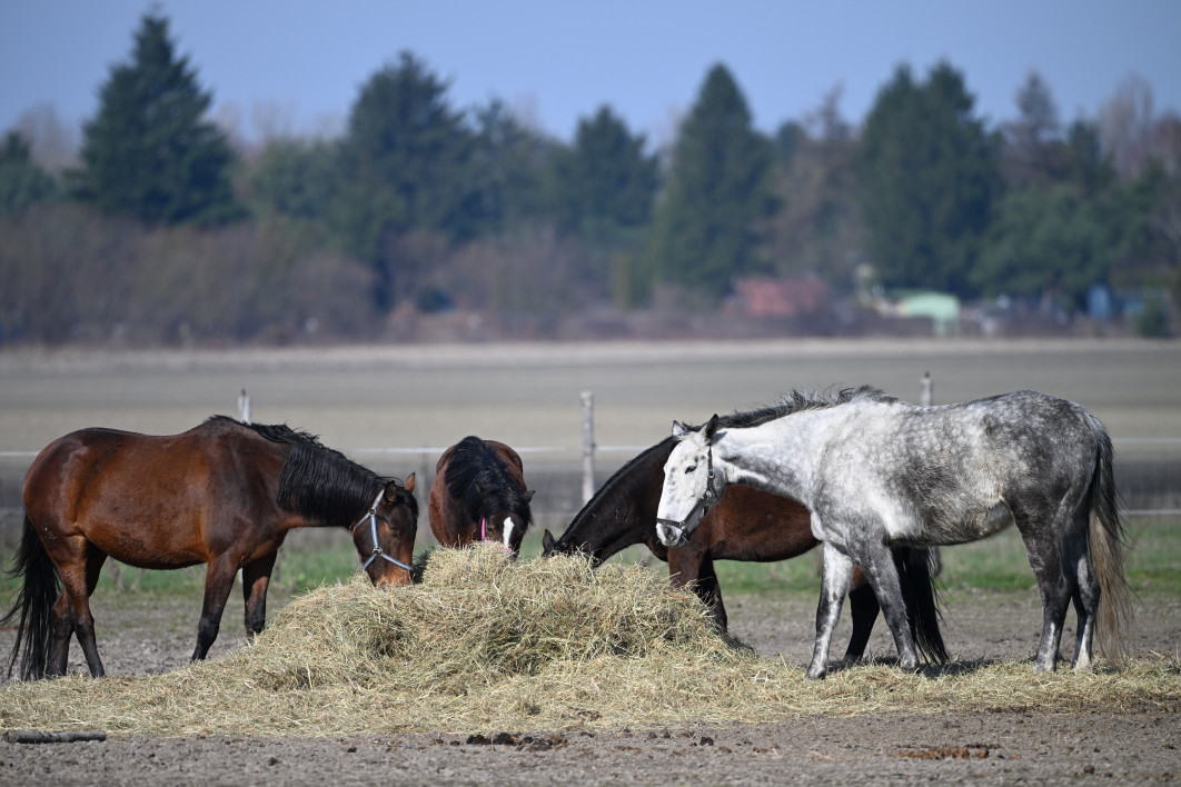 1/1250 s, f/6.3, ISO 400, 600.0 mm