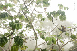 fot. Carlos Petez Naval, "Canopy hangout" / Wildlife Photographer of the Year 2019<br></br><br></br> Leniwiec sfotografowany w swoim naturalnym środowisku, w koronach drzew panamskiego parku narodowego Soberania. 