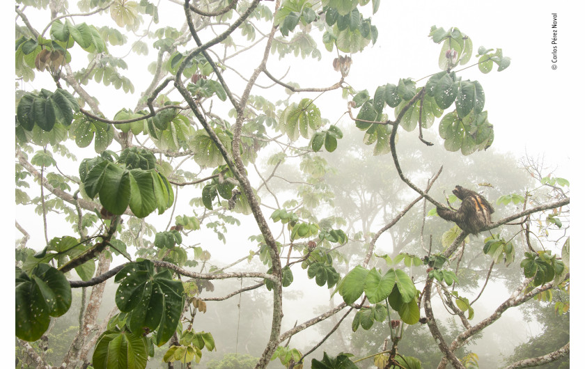 fot. Carlos Petez Naval, Canopy hangout / Wildlife Photographer of the Year 2019 Leniwiec sfotografowany w swoim naturalnym środowisku, w koronach drzew panamskiego parku narodowego Soberania. 