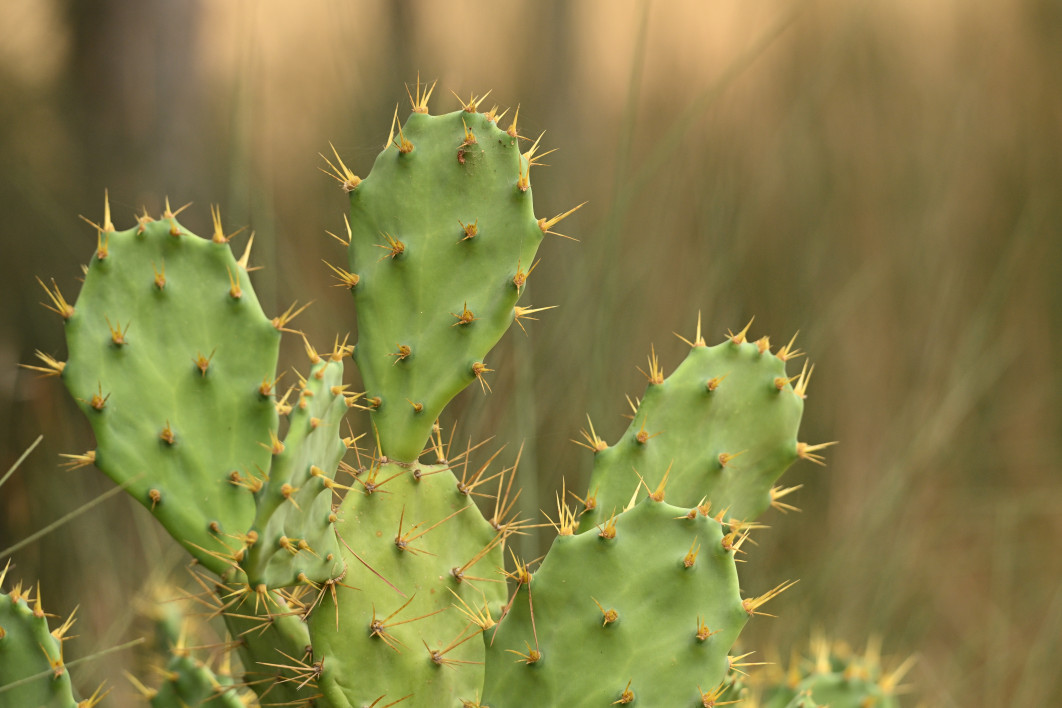 1/2000 s, f/5.6, ISO 800, 270.0 mm