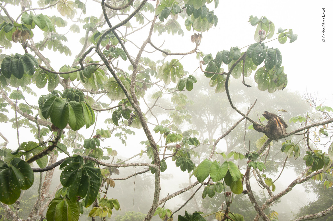 fot. Carlos Petez Naval, "Canopy hangout" / Wildlife Photographer of the Year 2019<br></br><br></br> Leniwiec sfotografowany w swoim naturalnym środowisku, w koronach drzew panamskiego parku narodowego Soberania. 