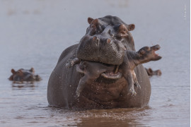 fot. Adrian Hirschi, "Last gasp" / Wildlife Photographer of the Year 2019<br></br><br></br> Młody hipopotam trzymał się blisko swojej matki w płytkich wodach jeziora Kariba w Zimbabwe, gdy ich drogę przeciął duży samiec. Gonił matkę, a później ujął młode z wyraźnym zamiarem zabicia. Po kilka próbach utopienia, zgniótł go w swojej paszczy. Zabijanie młodych wśród hipopotamów należy do rzadkości, ale może być spowodowane stresem wywołanym przez wysychanie rozlewisk, służącym im za miejsce odpoczynku. Zachowanie to zwiększa także szanse danego osobnika na reprodukcję.
