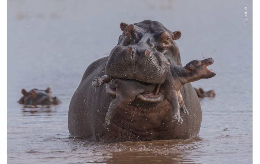 fot. Adrian Hirschi, Last gasp / Wildlife Photographer of the Year 2019 Młody hipopotam trzymał się blisko swojej matki w płytkich wodach jeziora Kariba w Zimbabwe, gdy ich drogę przeciął duży samiec. Gonił matkę, a później ujął młode z wyraźnym zamiarem zabicia. Po kilka próbach utopienia, zgniótł go w swojej paszczy. Zabijanie młodych wśród hipopotamów należy do rzadkości, ale może być spowodowane stresem wywołanym przez wysychanie rozlewisk, służącym im za miejsce odpoczynku. Zachowanie to zwiększa także szanse danego osobnika na reprodukcję.