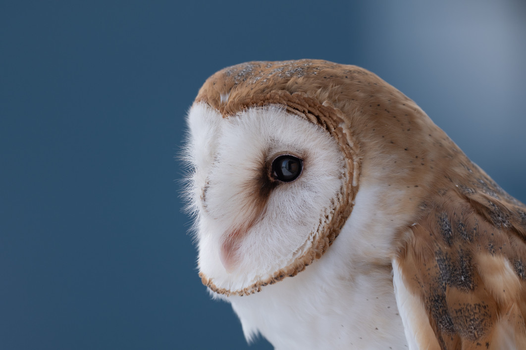 1/1000 s, f/5.6, ISO 400, 500 mm