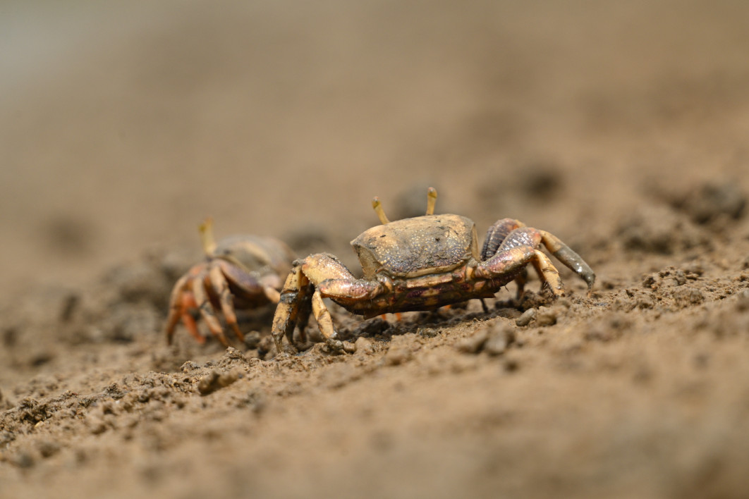 1/2500 s, f/6.3, ISO 800, 600.0 mm