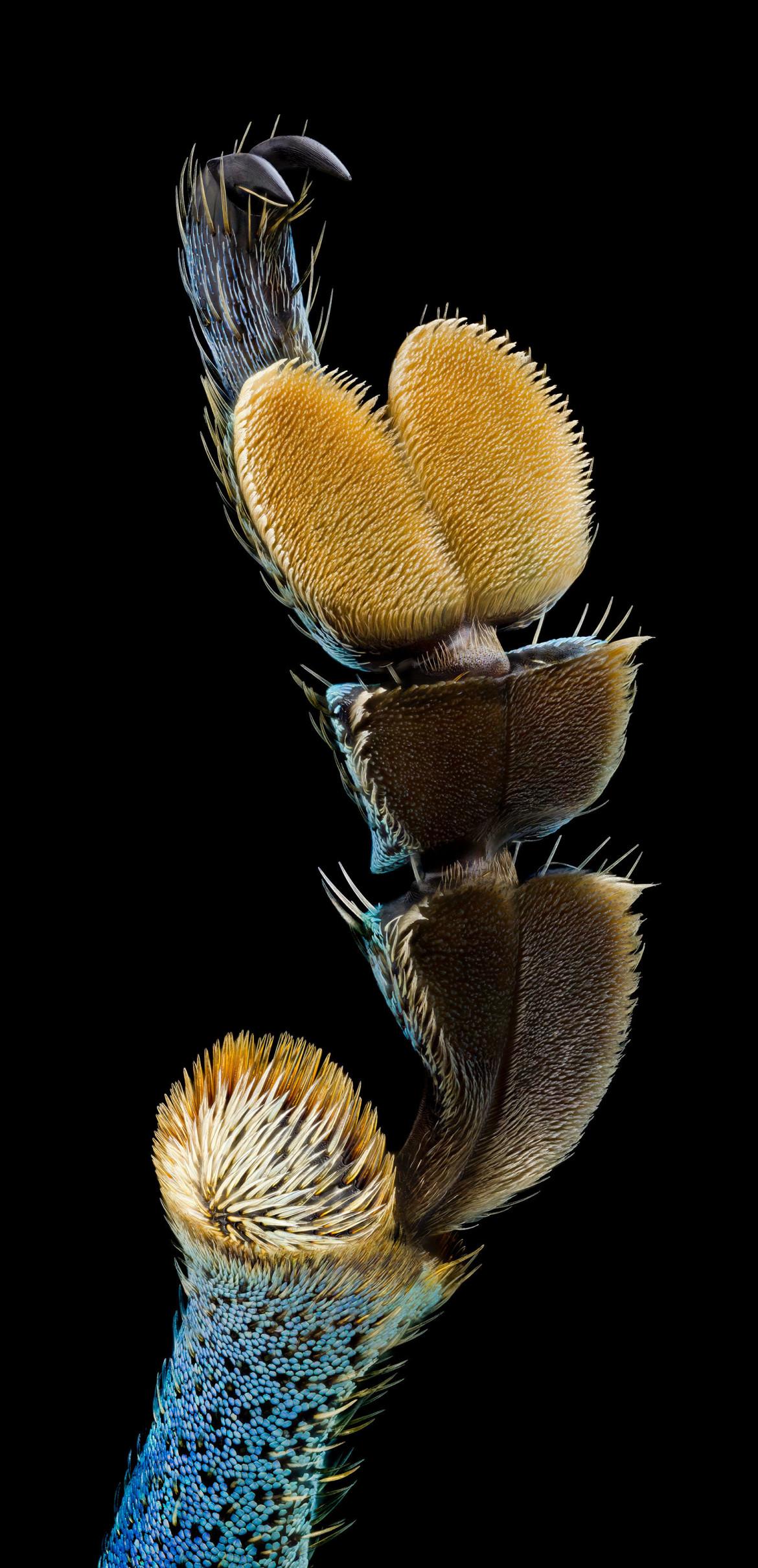 fot. Aigars Jukna, odnóże chrząszcza, wyróżnienie w konkursie Nikon's Small World 2020